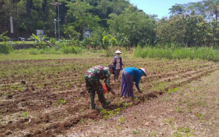 Pendampingan ketahanan pangan di wilayah desa binaan 