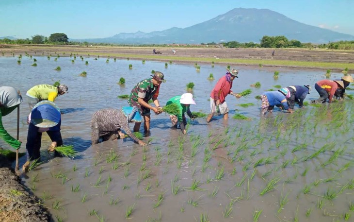 Pendampingan tanam padi petani wilayah desa binaan 