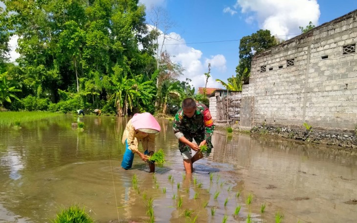 Sertu Irawan Dampingi Petani Tanam Padi 