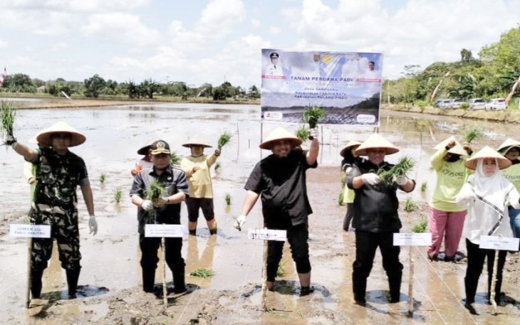 Tanam Padi Perdana di Kabupaten Pulang Pisau, Provinsi Kalimantan Tengah
