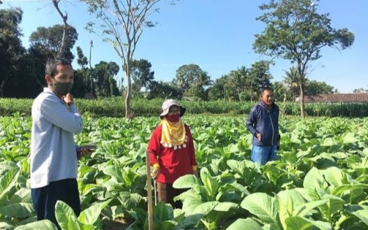 Pertanian Tembakau di Kabupaten Blitar