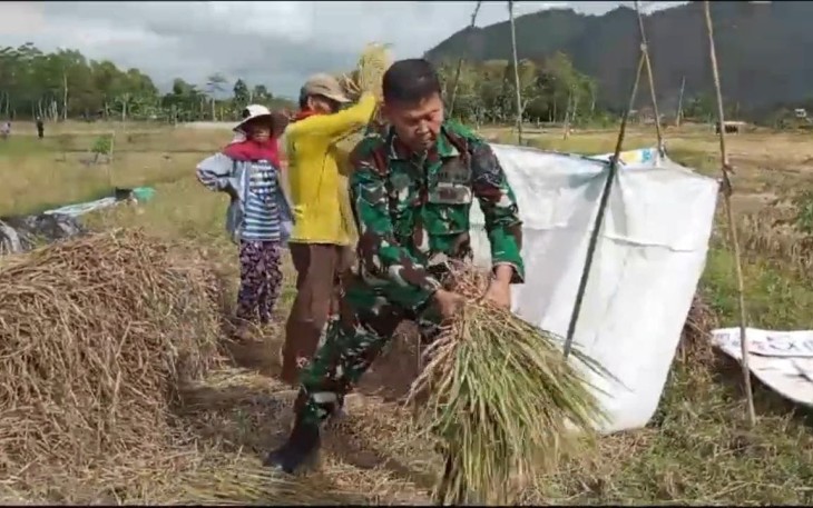 Babinsa Koramil 0806-03 Durenan saat Bantu Petani Geblok Padi