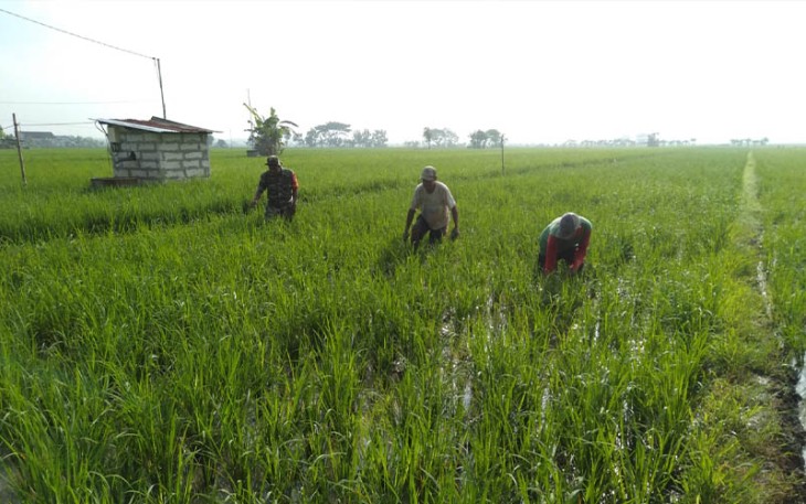 Babinsa Desa Nglandung Koramil 0803/11 Geger, Serma Hartono saat Bantu Petani Lakukan Penyiangan