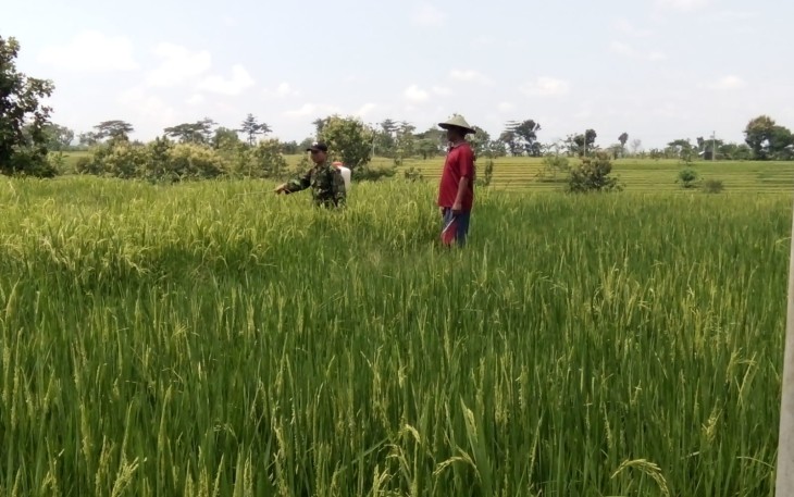 Babinsa Dampingi Semprot Padi Milik Warga