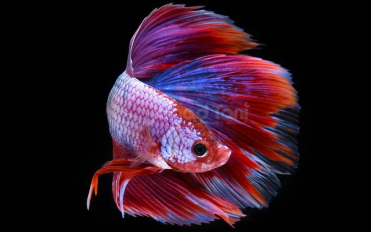 Ikan Cupang Hias 