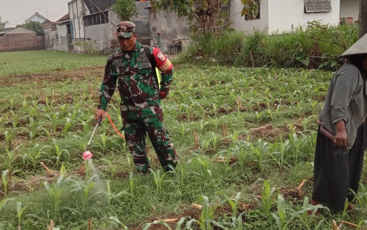 Babinsa Winong bantu Petani Kendalikan Hama Sejak Dini