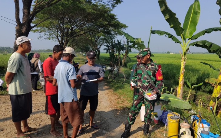 Babinsa Koramil Pilangkenceng Bersama PPL Bagikan Obat Pemberantasan Hama Wereng