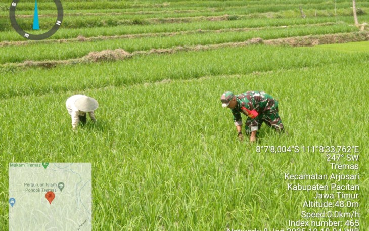 Babinsa Koramil 0801/03 Arjosari Lakukan Penyiangan Padi