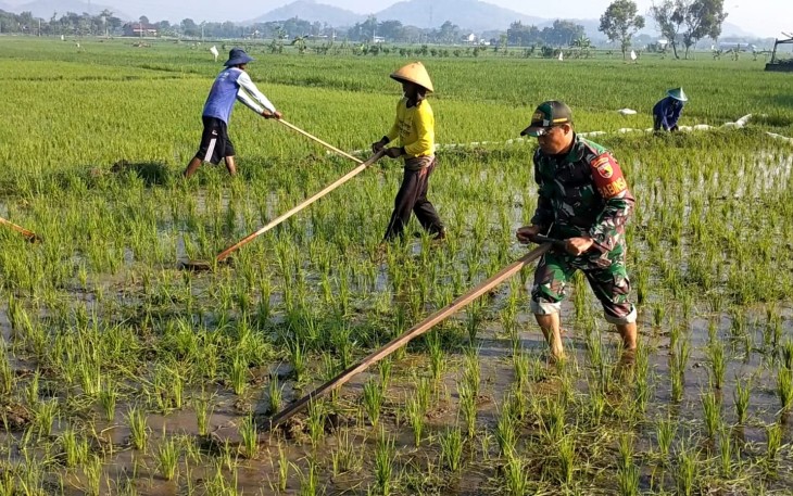 Babinsa Kodim Ponorogo Masuk Sawah Bantu Penyiangan Gulma