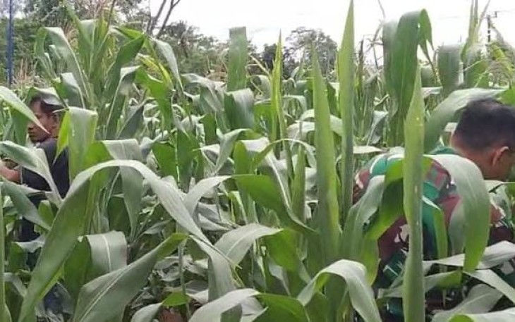 Serka Wahyu Tri Suseno Babinsa Koramil 0801/10 Punung membantu petani pembasmian hama ulat pada tanaman Jagung