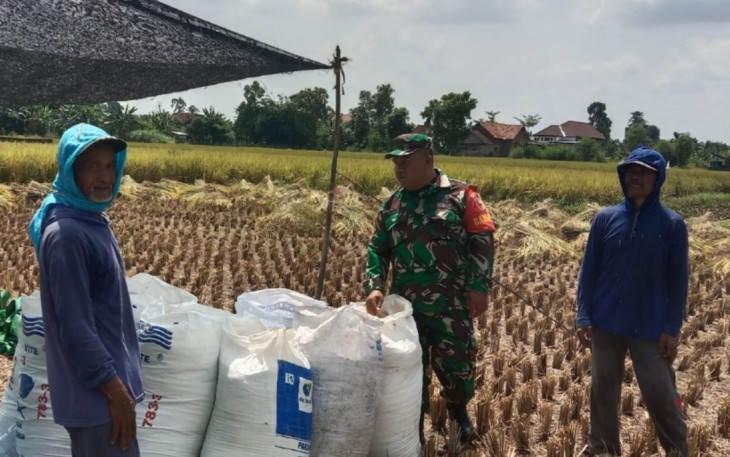 Anggota Koramil Tipe B 0807/05 Ngunut, melaksanakan kegiatan pendampingan pertanian panen padi bersama warga binaan yang tergabung dalam Kelompok Tani Sumber Asih, Desa Purworejo, Kecamatan Ngunut, Kabupaten Tulungagung, Jawa Timur, Kamis (14/08/2025)