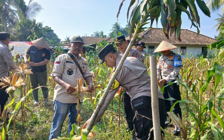 Panen Jagung Bersama di Lahan Ketahanan Pangan Desa Tulus Ayu