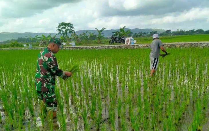 Serma Eko Dampingi Petani Menyiangi Padi