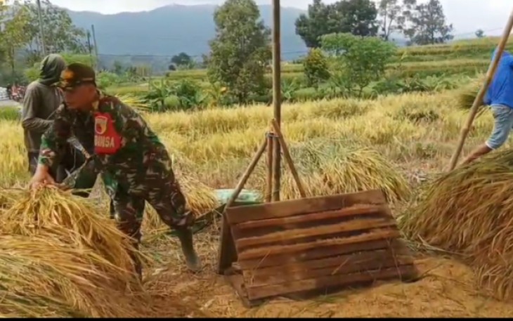 Anggota TNI Kodim Ponorogo saat Bantu Petani Panen Padi dan Komsos Sergab