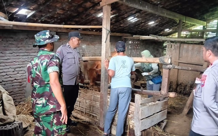 Babinsa Karangjati Bersama Dinas Peternakan Sosialisasi dan Vaksinasi Hewan Ternak Sapi di Desa Sembung