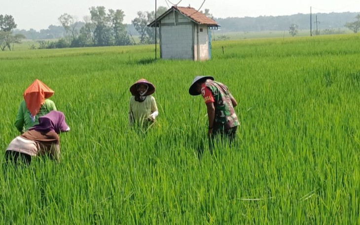 Babinsa Koramil Mantingan Bantu Petani Lakukan Penyiangan