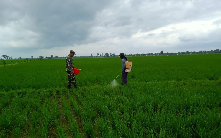 Babinsa saat Laksanakan Penyemprotan Pestisida Cegah Hama Padi