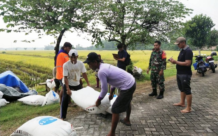 Babinsa Malasan, Sertu Yulis Gunanto dari Koramil 0806-03Durenan, turun langsung ke sawah, mendampingi para petani di Desa Malasan, Kecamatan Durenan, Trenggalek.