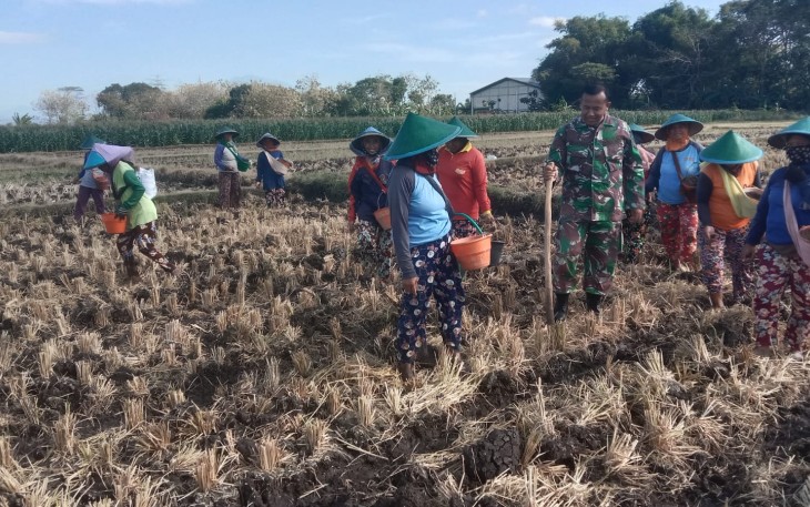 Babinsa Kodim Ponorogo Dampingi Petani Tanam Jagung