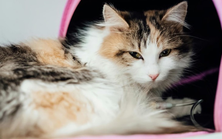 Cegah Kucing Diare Karena Salah Makan