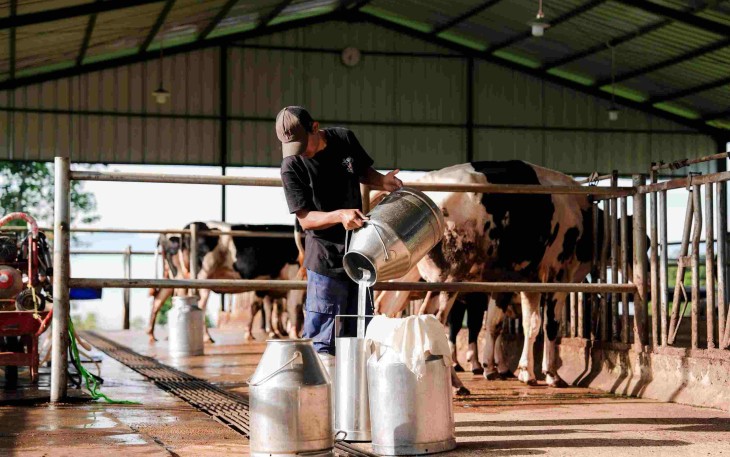 Peternak sapi perah 