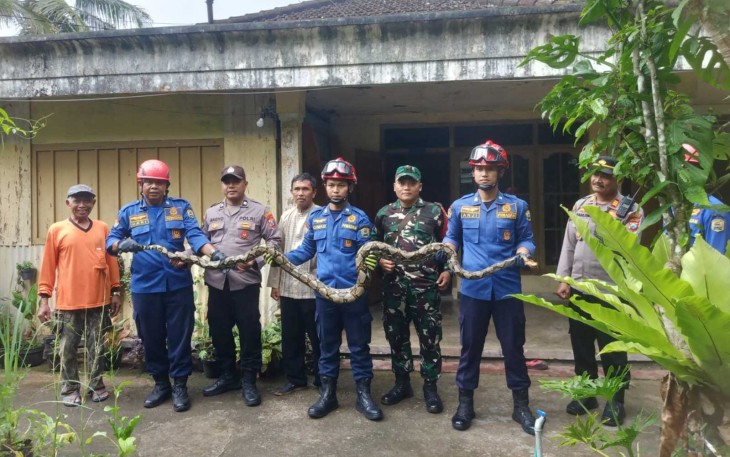 Evakuasi ular piton dirumah warga desa binaan 
