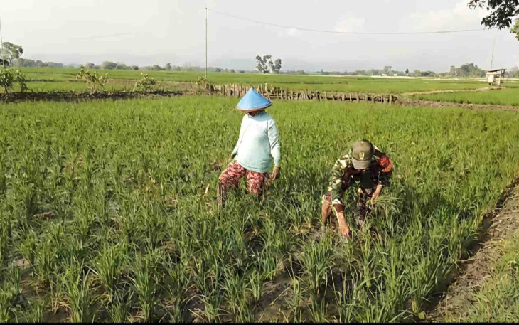 Pendampingan petani wilayah desa binaan 