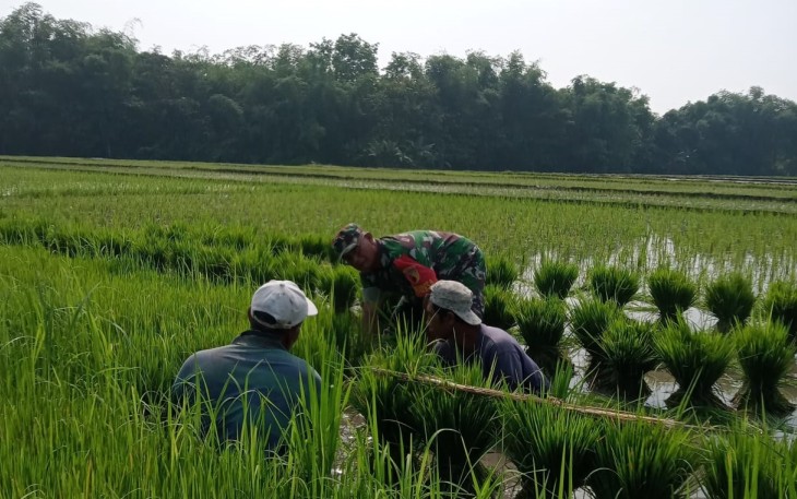 Babinsa Kertosari saat Dampingi Petani Laksanakan Penyimpanan Benih Padi