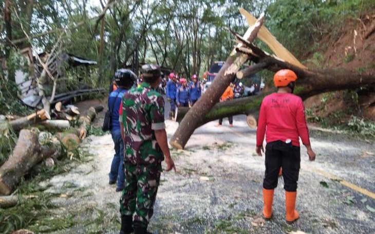 Evakuasi pohon tumbang di jalan nasional 