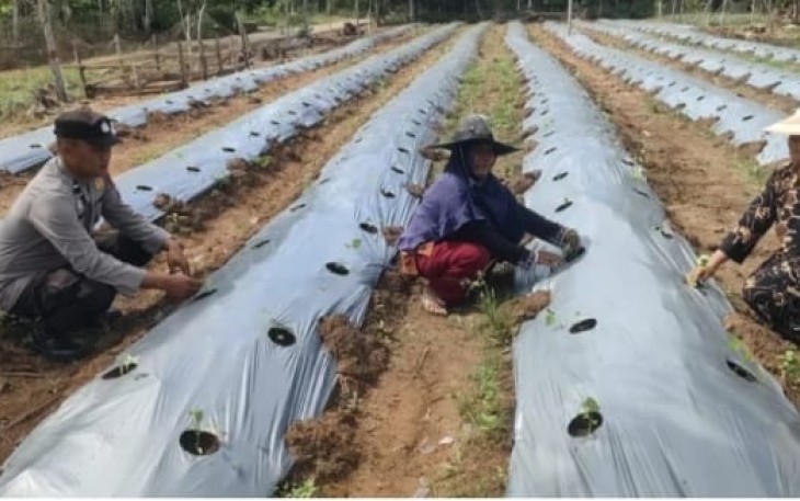 Bhabinkamtibmas Polsek Belitang II Cek Lokasi Pertanian Warga 
