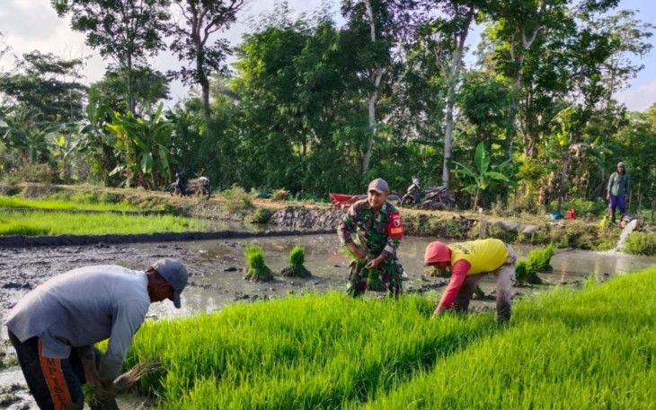 Serka Robik Bantu Penyiapan Bibit Padi