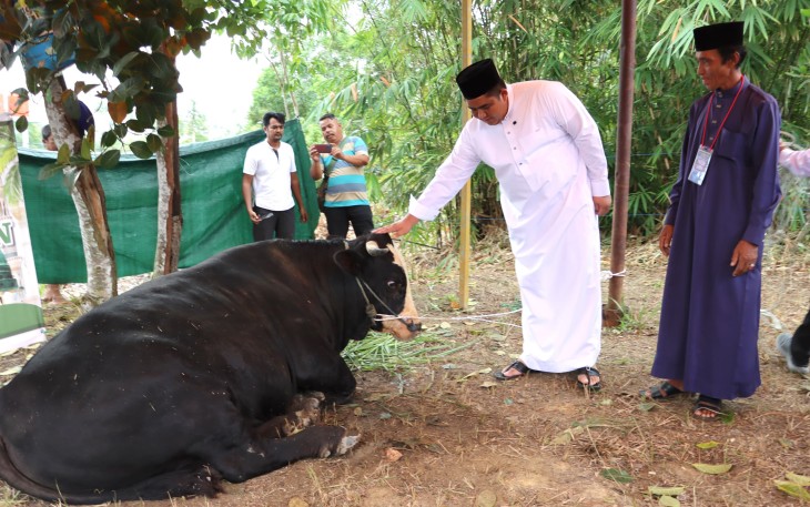 Bupati Bintan Roby Kurniawan SPWK Serahkan Sapi Kurban Presiden RI di Kampung Sekera Kecamatan  Bintan Utara