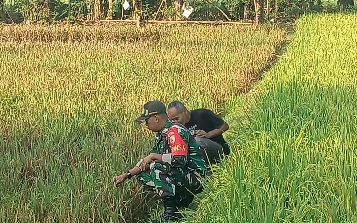 Petani Rawat Tanaman Padi Didampingi Babinsa Kodim Ponorogo