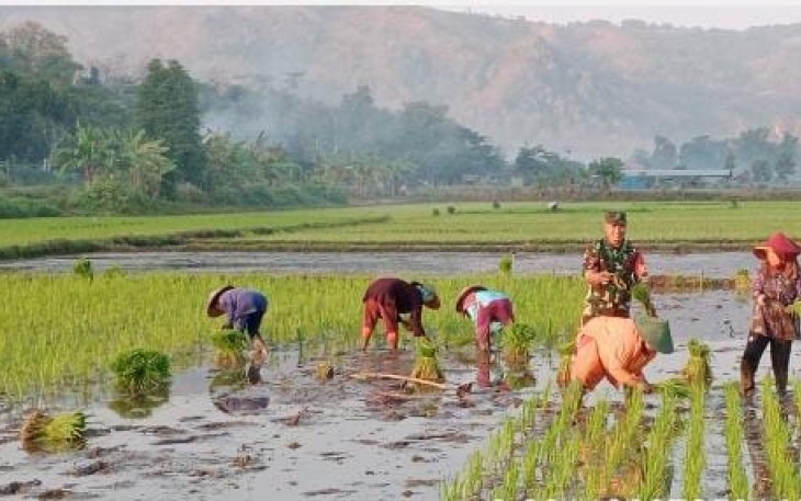 Koptu Gunawan Dampingi Petani Tanam Padi Wujudkan Ketahanan Pangan Nasional