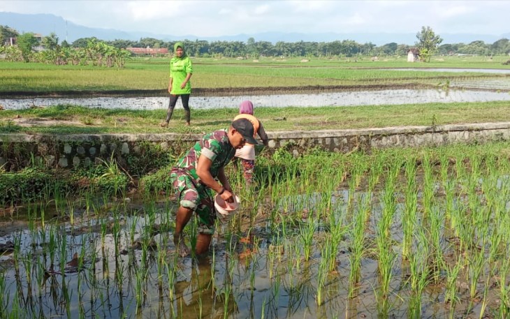 Babinsa Kodim Ponorogo Bantu Petani Pupuk Tanaman Padi
