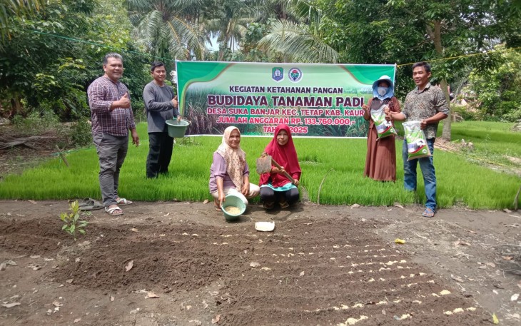 Desa Suka Banjar Kecamatan Tetap Lakukan Penanaman Padi 