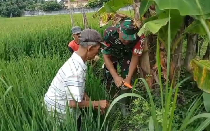 Babinsa Ngepeh Dampingi Petani Cegah Serangan Hama Tikus 