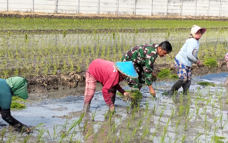 Babinsa Purworejo Dampingi Petani Tanam Padi