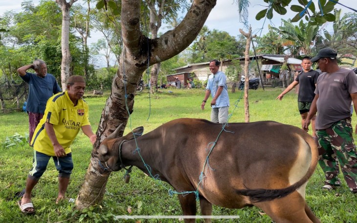 Warga LDII Makassar melaksanakan penyembelihan sapi kurban di Kompleks Dr Tadjuddin Chalid, Jalan Berua Raya, Kota Makassar, Sulawesi Selatan, Jumat (6/6/2025). Pada Idul Adha 1446 hijriah tahun ini, jumlah hewan kurban warga LDII se-Sulawesi Selatan sebanyak 715 ekor sapi dan 116 ekor kambing.