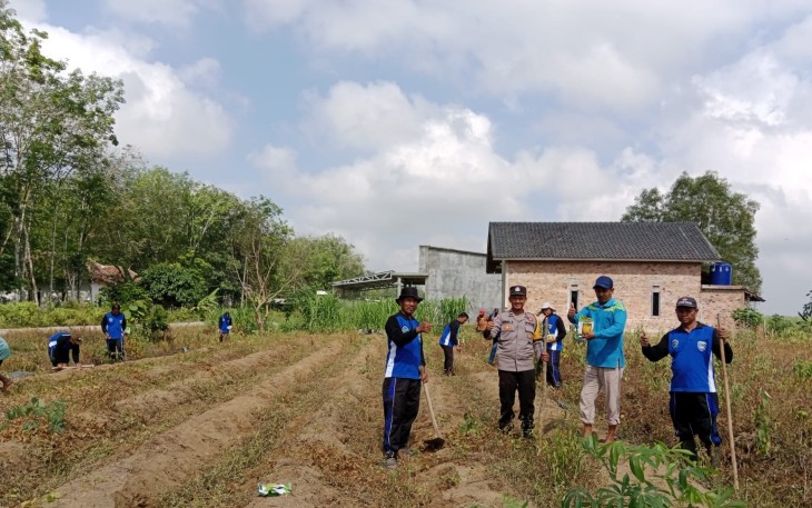 Pendampingan Penanaman Jagung I Hektar I Desa Rejosari Jaya