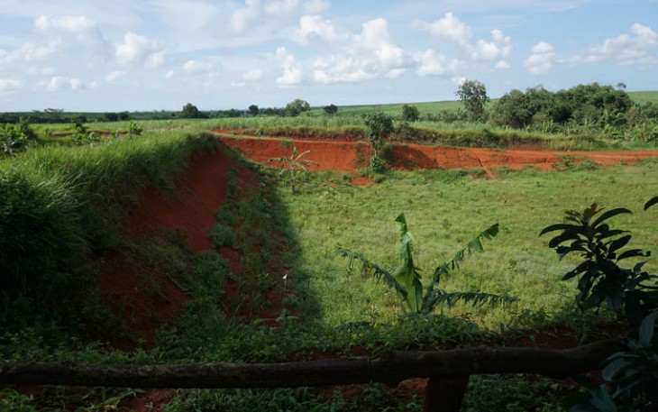 Ilustrasi Berita (LindungiHutan)
