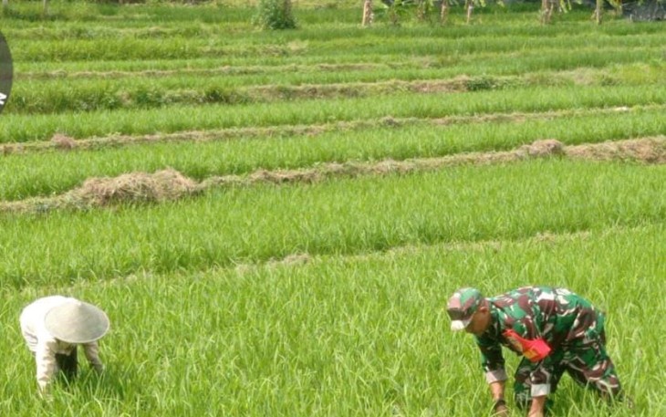 Babinsa Koramil 0801/03 Arjosari Lakukan Penyiangan
