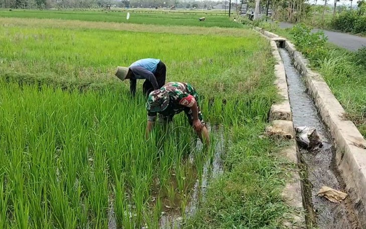 Babinsa Desa Prambon Dampingi Petani Bersihkan Gulma