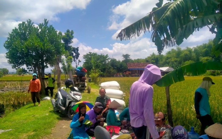 Babinsa Karangjati Dukung Ketahanan Pangan Dampingi Sergap Panen Padi di Wilayahnya 