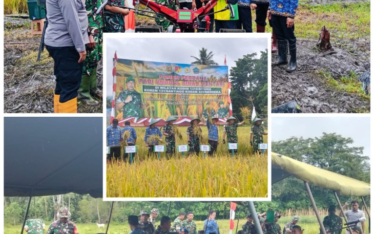 Foto kegiatan Panen Perdana Padi unggul sinar mentari oleh Danrem 131/Stg, Brigjen TNI Martin Susilo M Turnip, S.H.,M.H bersama Dandim 1310/Bitung, Letkol Czi Hanif Tupen, S.T.,M.I.P dan Pemerintah Kabupaten Minahasa Utara di wilayah ketahanan pangan Kodim 1310/Bitung