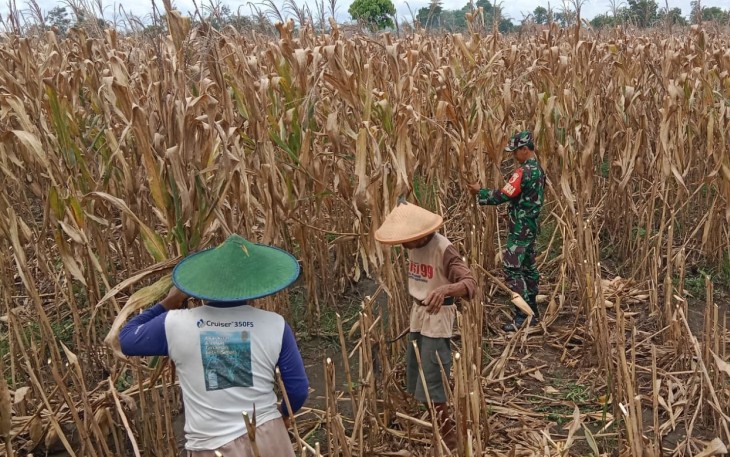 Serka Bambang Dampingi Petani Panen Jagung