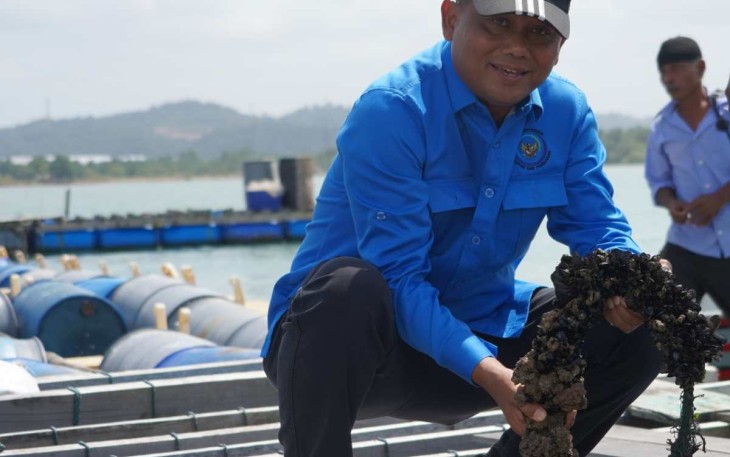 Budidaya lobster di Batam