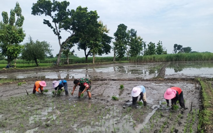 Babinsa saat Desa Ketawang Bantu Petani Tanam Padi 