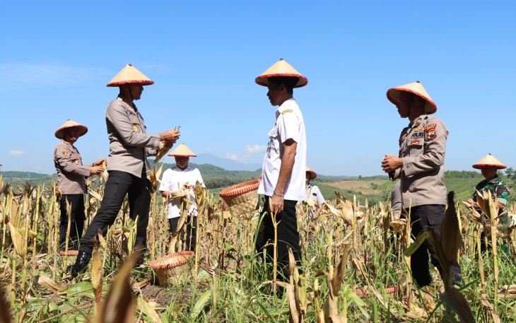 Kapolres Demak Pimpin Panen Jagung