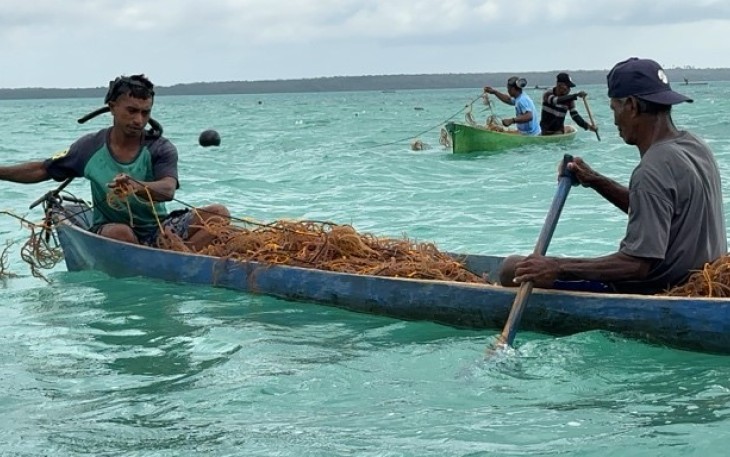 Ilustrasi pengelolaan rumput laut